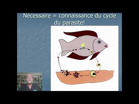 Vidéo: Comment Traiter Les Poissons D'aquarium