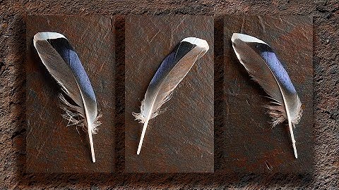 Panel of three images or Triptych