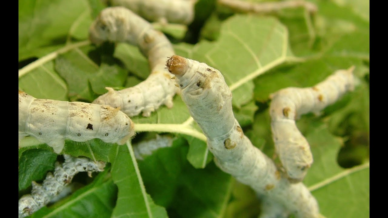 Bombyx mori - The Mulberry Silkworm - Day 25 - YouTube