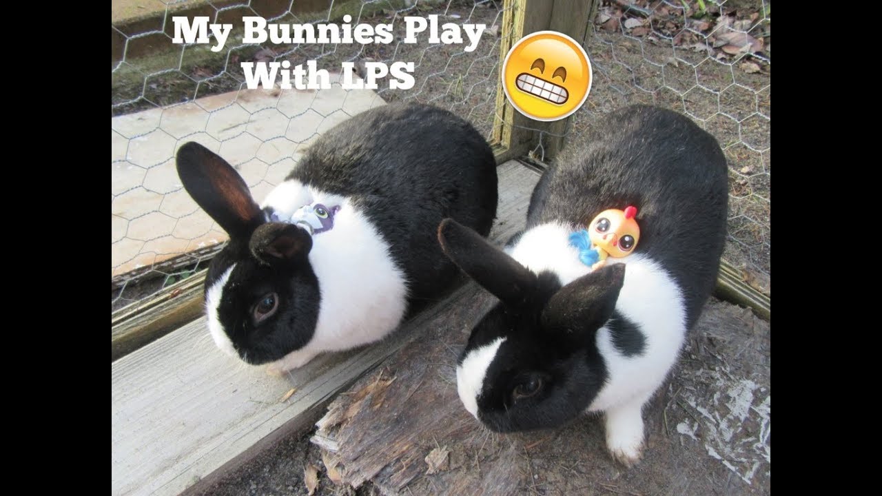 Bunnies Play With LPS! YouTube