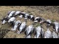 Супер охота на гусей в Казахстане!!! Красивые налёты. Осень 2021.