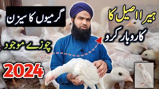 White Heera aseel hen farming 2024 | Hen farming business idea | hen farming simulator at home