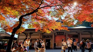 (2023 日本東北賞楓)中尊寺