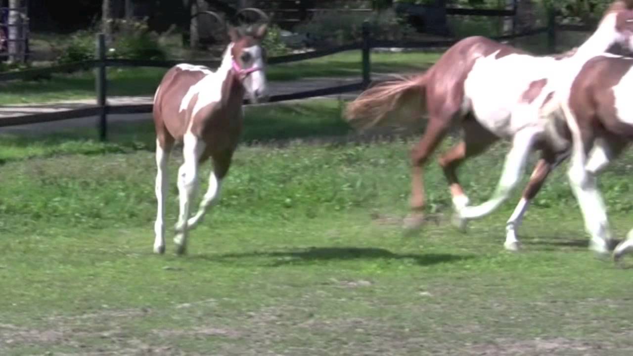 Paint Horses YouTube