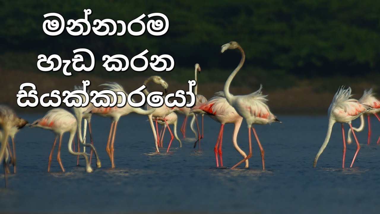 Greater Flamingoes at Mannar 