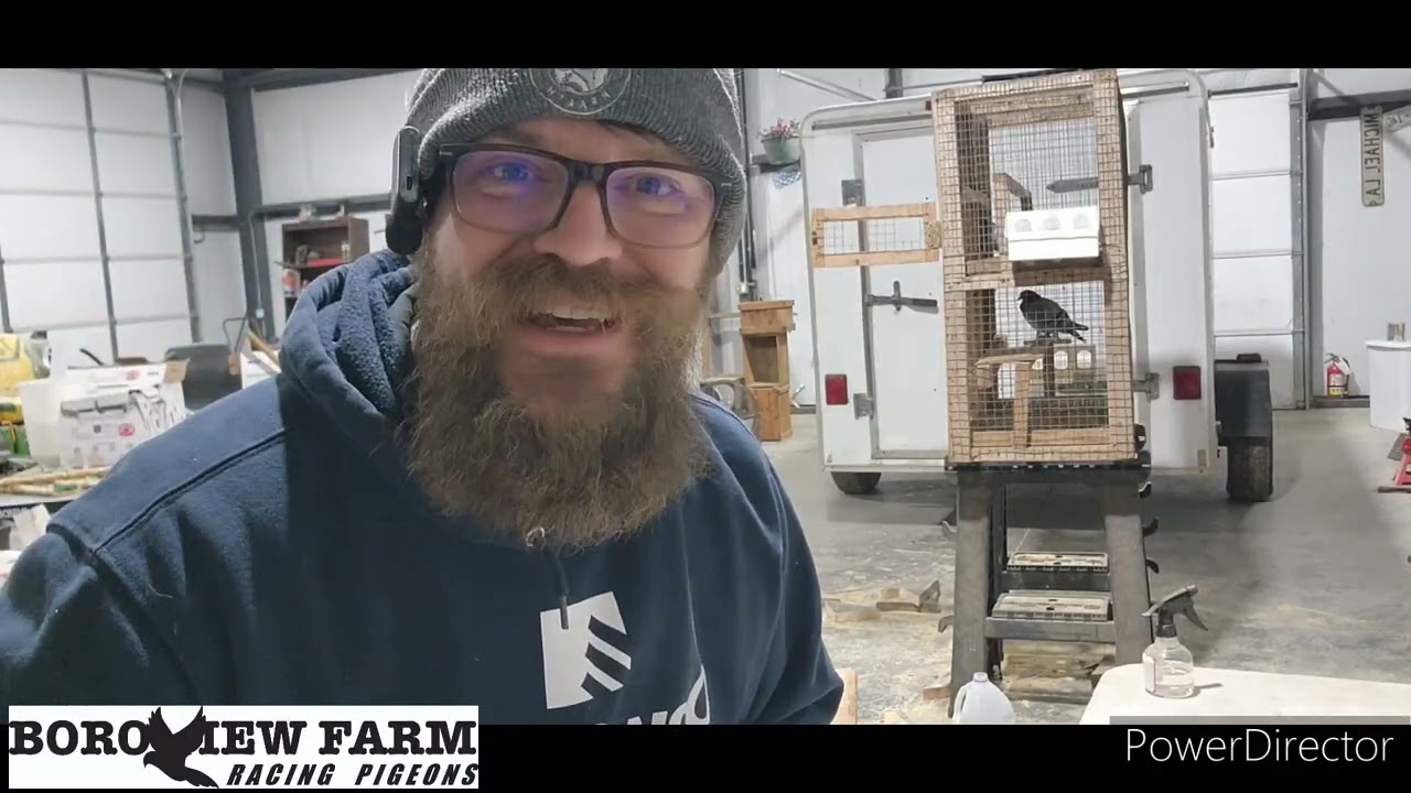 Сбор образцов крови для ДНК-тестирования наших спортивных голубей.