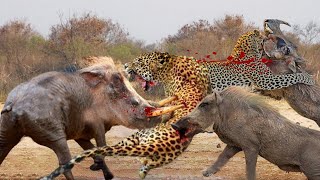 Shocking! Warthog Caught And Killed By Crazy Leopard | Intense Wildlife Action - Leopard Vs Warthog