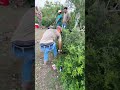 Bird Dogs Vs Bird Boys