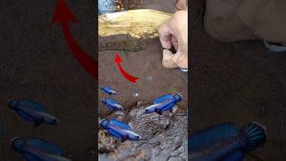 Catching snakehead fish on live bait, black snakehead - IKAN CHANNA #shorts #channa #limbata #viral