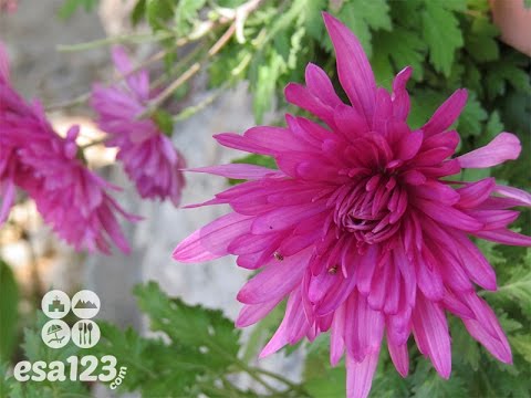 Ruta de Las Flores. El Salvador, Centroamérica.