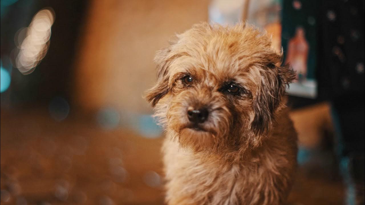 Time For Zooprises zooplus YouTube