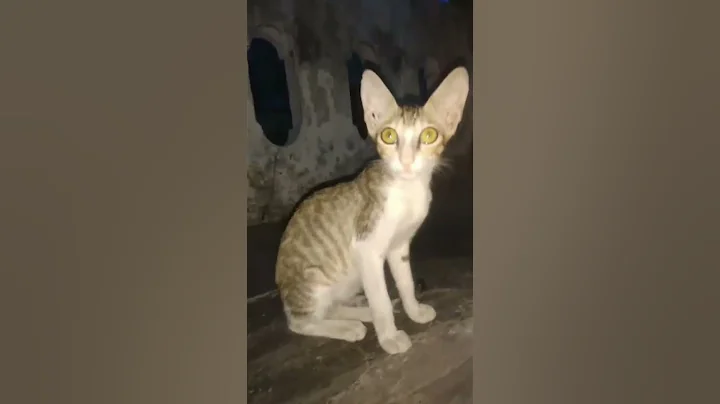 Video 11364251: bengal kitten meowing, bengal kittens playing funny, happy bengal, funny cute black cat, scary cat funny