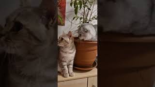 Scottish fold and Scottish straight cats