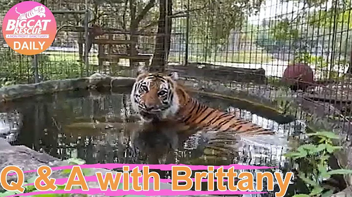 Watch the video about Aria tiger and Hutch serval are headed out to their vacation enclosures at Big Cat Rescue! 07 14 22