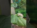 тот самый геккон из видео. отдыхает на листке