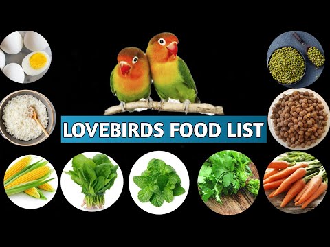 Love Birds Food| Love Birds Food List | Lovebirds Ko Khane Main Kya Kya De Skte Hai