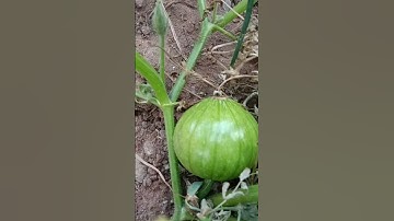 سورة الفاتحة بصوت الشيخ ماهر المعيقلي #ماهرالمعيقلي #تعليم #2024 #سورة #القرآن_الكريم