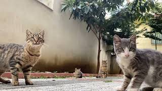 Kittens playing with camera by Vancat Umut 317 views 1 year ago 1 minute, 38 seconds