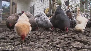 Bird flu cases on the rise again