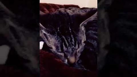 なあお前なんで死んだんや
