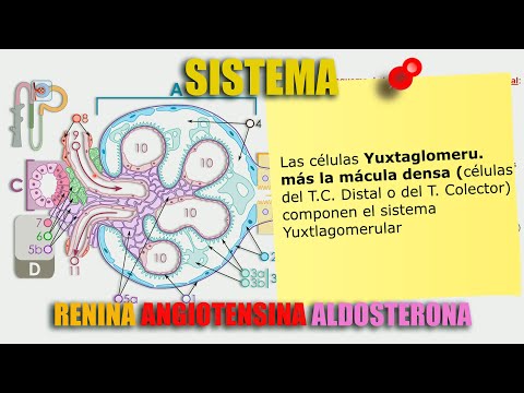 Vídeo: Diferencia Entre Angiotensina 1 Y 2