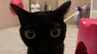 突然風呂に入ってきた保護猫と親のリアクションが可愛すぎたw🐈‍⬛ by 保護猫るな 2,507 views 2 months ago 5 minutes, 28 seconds