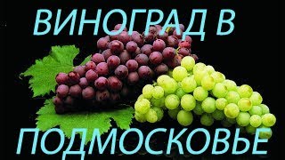 Виноград в Подмосковье? Это просто!