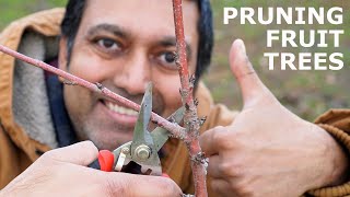 Pruning Masterclass: Complete Guide to Prune Stone Fruit Trees