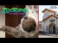 Zootopia sloth dmv in real life  irl by oh my disney