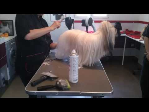 le-salon-de-martine---toilettage-haut-de-gamme-pour-chiens-et-chats
