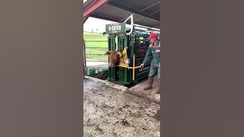 Treat Horned Cattle No Problem with an Arrowquip Cattle Chute