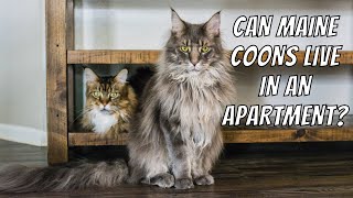 Can Maine Coons Live in an Apartment? #MaineCoon Monday 2