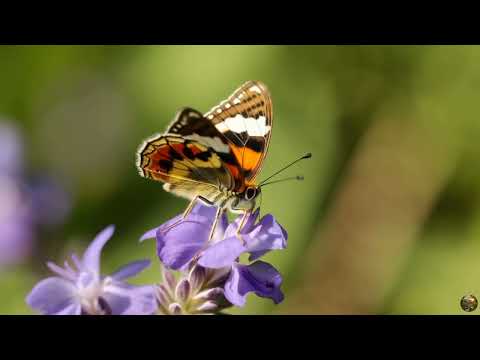 Peaceful Piano Music for Anxiety Relief 🌿 Let Go of Stress & Sleep Deeply