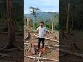 “Tangisan Alam: Dampak Kejam Pembalakan Liar” #shorts #pedulilingkungan #savetheworld #aivideo