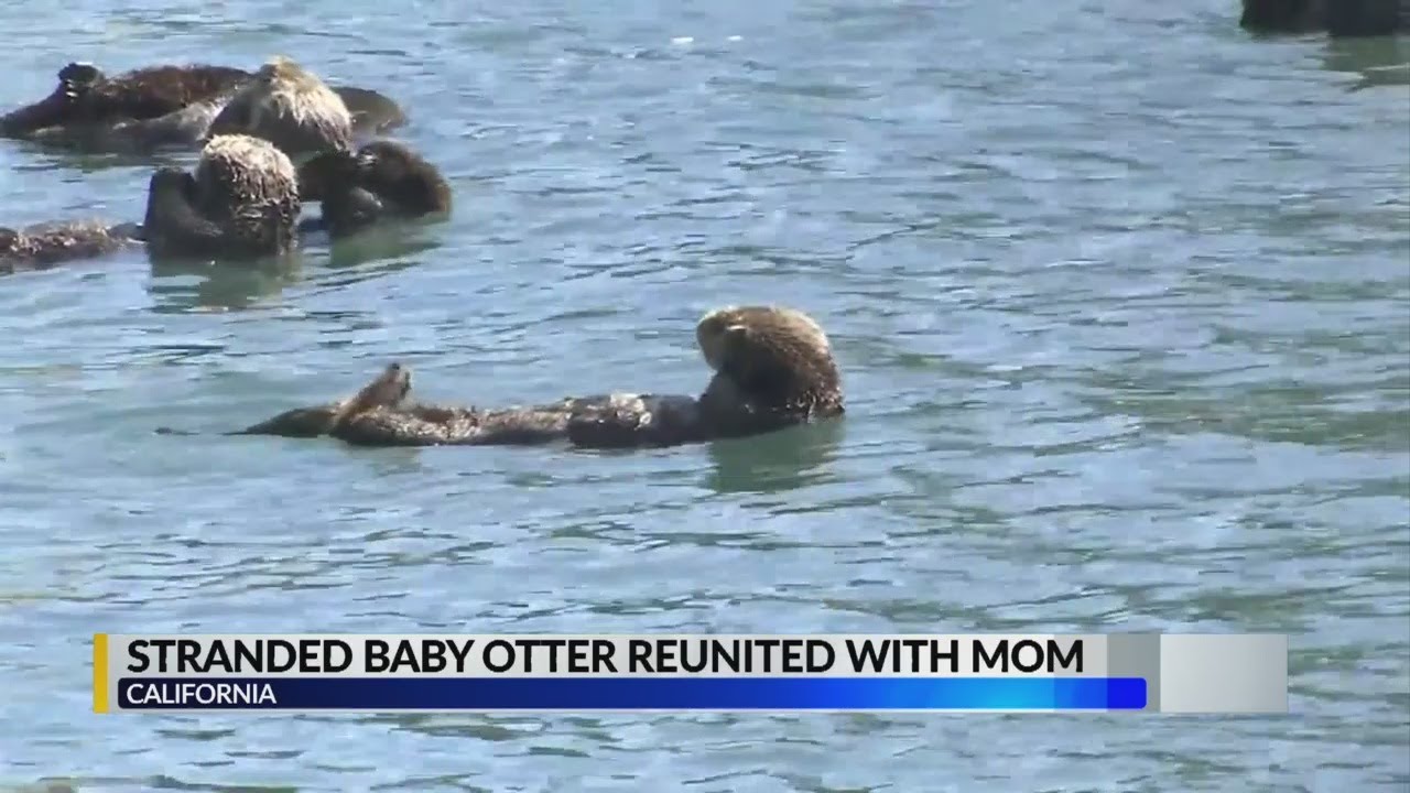 Stranded baby otter reunited with Mom YouTube