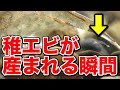 【エビの産卵】ミナミヌマエビの稚エビが生まれる瞬間がこちら