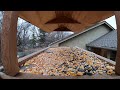 Bird Feeder March 2025