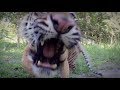 Let The Tiger Go - Courtesy of GoPro | The Lion Whisperer