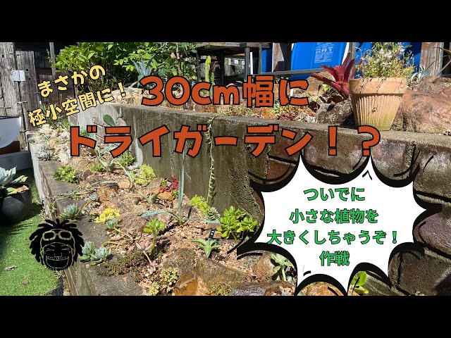 幅30cmの極小スペースをドライガーデン化！ロストラータを大きく育てる