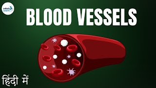 Life Processes - Lesson 23 | Blood Vessels - CBSE 10 - in Hindi (हिंदी में ) || Infinity Learn