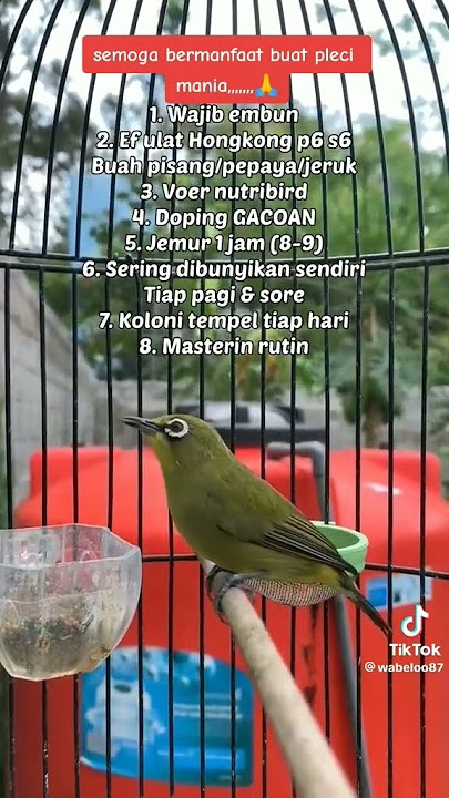 Burung pleci biar cepat buka paruh