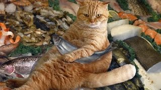 Brave cats - Funny cat Compilation 2017