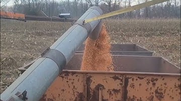 Combining Corn with the Gleaner K