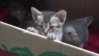 Cute Kittens Meowing by Kitten meow 129 views 2 years ago 4 minutes, 4 seconds