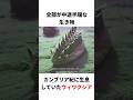 なんのためにいきていたのか誰にも分からない「ウィワクシア」#生き物 #2ch #動物 #2ch面白いスレ