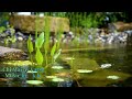 Chi Mai Opera Cover And Instrumental By Larsa With 4k Nature Views 