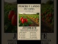 PRECIOS DEL TOMATE SALADETTE 12 DE SEP #agriculturaméxico #tomate #agricultura #agriculturausa