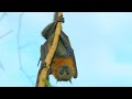 Flying Foxes: Wings and Thumbs