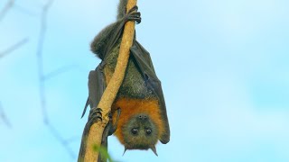 Why Flying Foxes Also Happen to be Expert Tree Climbers (4K)
