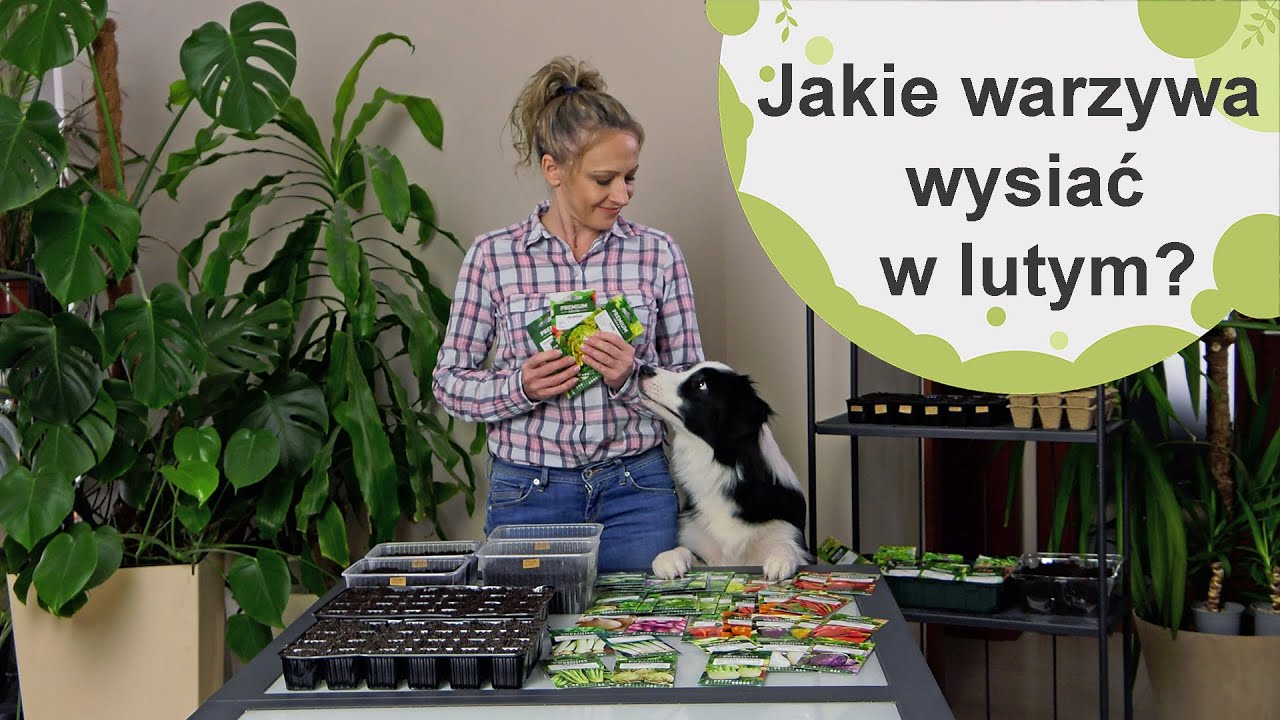 Jakie warzywa siejemy w lutym? Czas przygotować lutowe rozsady warzyw.